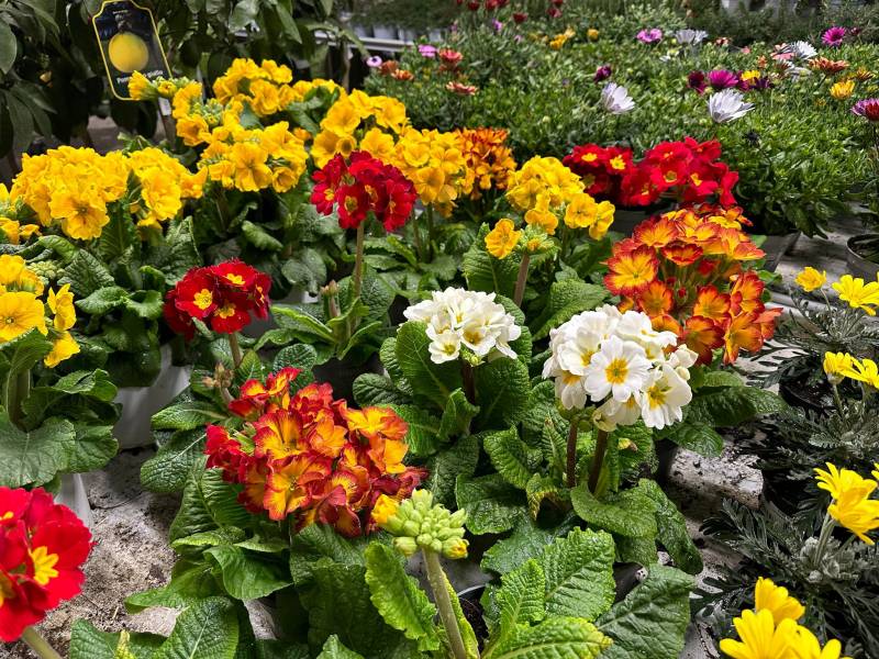 Plantes fleuries de saison dans votre jardinerie Sopavar à Sanary et à Six Fours près de Toulon