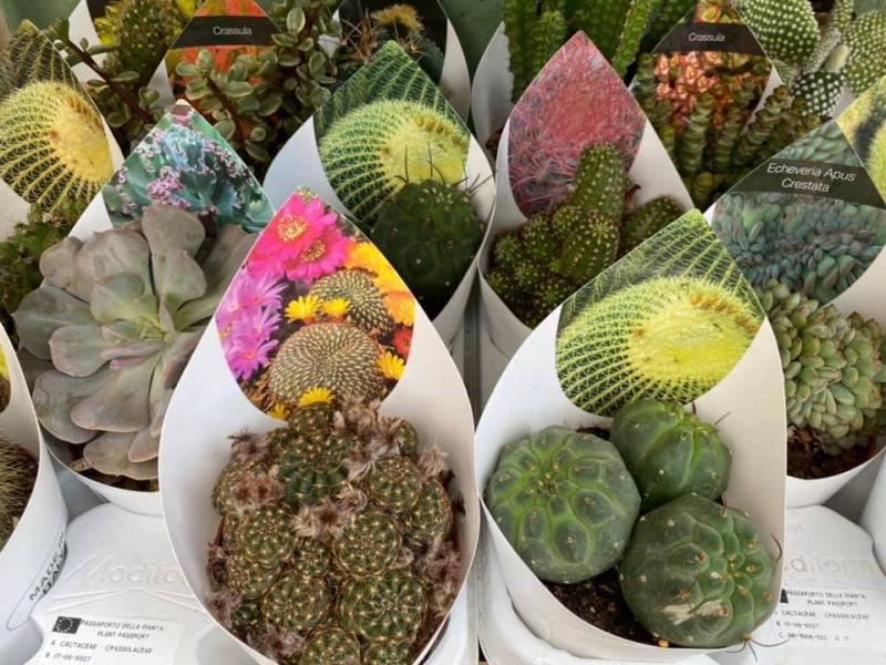 Cactées en pot dans vos jardineries coopératives agricoles à Sanary et à Six fours