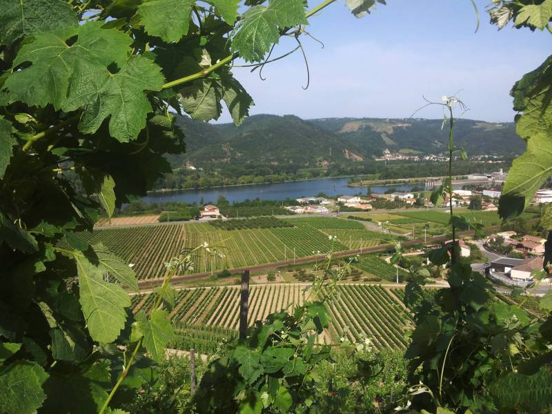 Vin rouge Crozes Hermitage Habrard en culture biologique à prix imbattable dans votre jardinerie coopérative agricole SOPAVAR à Six Fours et à Sanary près de Toulon dans le Var