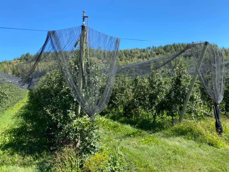 Verger 100% naturel n'utilsant pas de pesticide sans désherbant