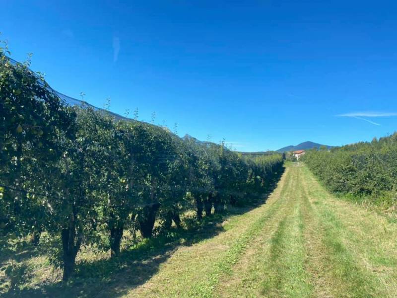 Verger de pommes IGP Hautes Alpes 100% françaises en agriculture biologique