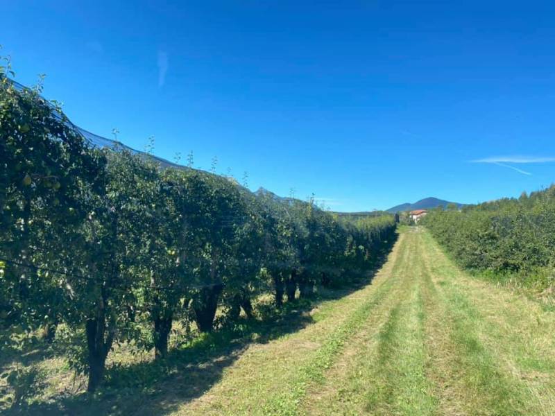 Pommes bio IGP Hautes-Alpes cultivées sans pesticides en vente dans le Var