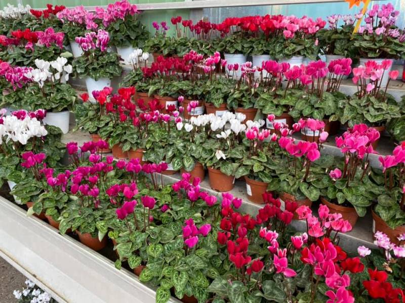 Cyclamens, chrysanthèmes, plantes d'automne et de Toussaint dans vos jardineries Sopavar