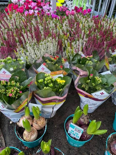 Kalanchoés Bulbes de saison en vente dans votre jardinerie Sopavar à Six Fours et à Sanary près de Toulon.