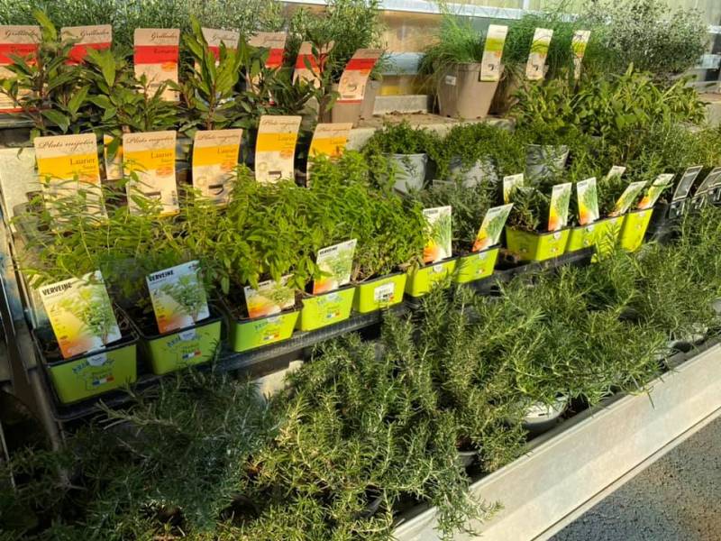 Grand choix d’aromates français label Fleur de France Thym Romarin Persil Basilic Ciboulette Menthe dans votre jardinerie coopérative agricole SOPAVAR à Six Fours et à Sanary près de Toulon dans le Var