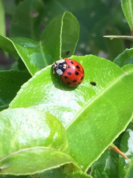 Tomates de nos producteurs locaux sociétaires de notre coopérative agricole