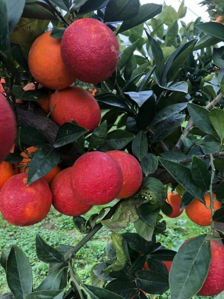 Oranges sanguines non traitées en direct de Sicile dans vos 2 magasins près des centres-villes de Six Fours et de Sanary dans le Var