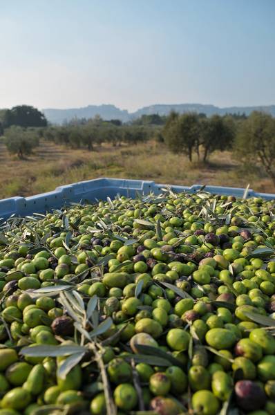 Huile d’olive BIO Noir d’Olive maturée dans votre jardinerie coopérative agricole SOPAVAR à Six Fours et à Sanary près de Toulon dans le Var
