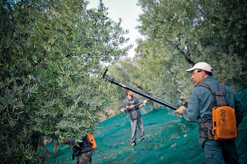 Récole des olives du Moulin Castelas AOP Baux de Provence en vente dans votre coopérative agricole Sopavar à Sanary et à Six Fours près de Toulon dans le Var