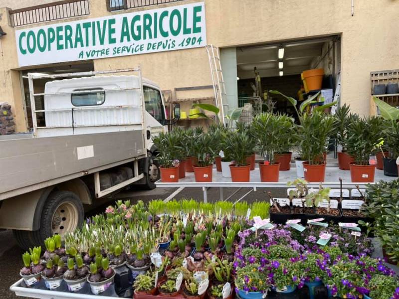 Grand choix de plantes toute l'année dans votre jardinerie Sopavar à Six fours