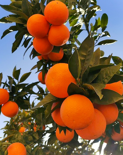 Oranges douces récoltées en Sicile en vente dans vos coopératives agricoles Sopavar à Six Fours et à Sanary près de Toulon
