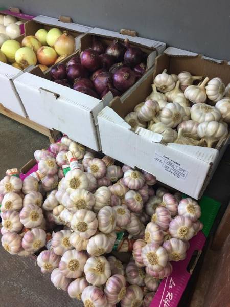 Ail violet, ail rose de Lautrec (Tarn), oignons du pays en vente dans votre jardinerie Sopavar à Six Fours et à Sanary près de Toulon