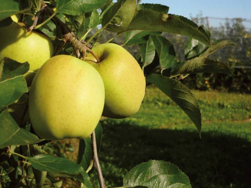 Des pommes saines Bio sur des vergers en agriculture biologique dans les Alpes