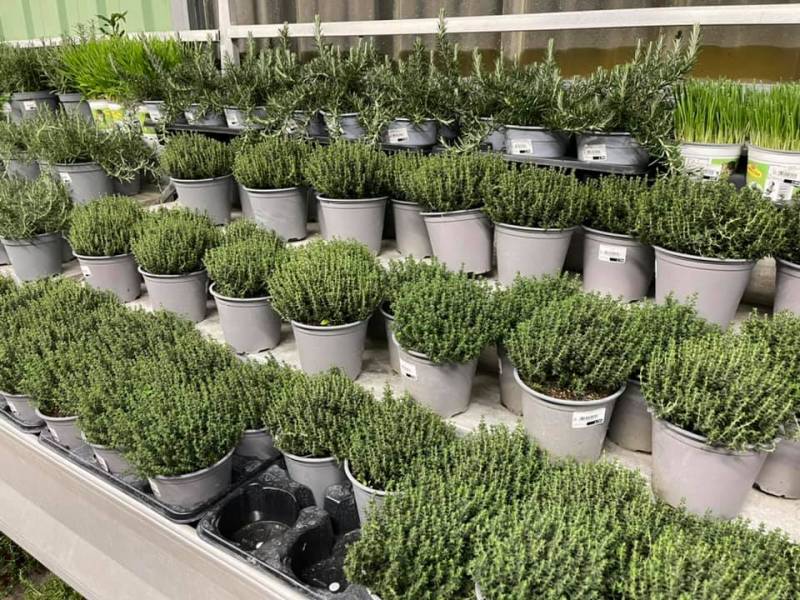Jardinerie Sopavar à Sanary et à Six Fours Aromates Thym commun Thymus vulgaris qualité prix imbattable dans votre coopérative agricole SOPAVAR à Six Fours et à Sanary près de Toulon dans le Var