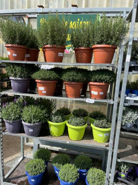 Grand choix d’aromates Thym Romarin Sarriette Basilic Ciboulette Menthe dans votre jardinerie coopérative agricole SOPAVAR à Six Fours et à Sanary près de Toulon dans le Var