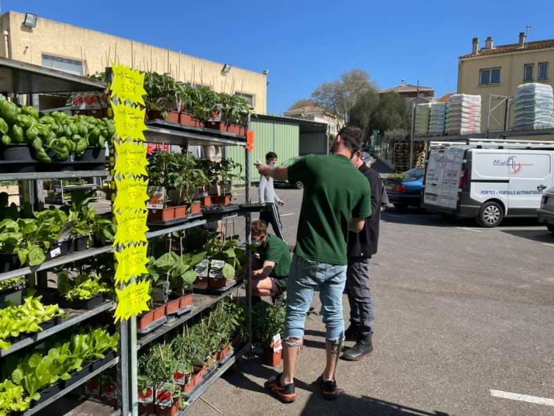Conseil vente sur vos plants de Tomates godet et greffés moins cher dans nos jardineries coopératives agricoles à Sanary et à Six Fours près de Toulon dans le Var