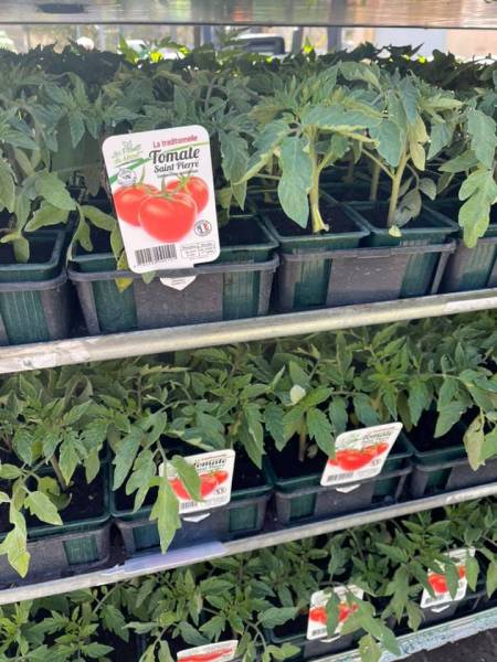 Plants de Tomates FRANÇAIS godet et greffés de qualité et moins cher dans nos jardineries Sopavar à Sanary et à Six Fours près de Toulon dans le Var