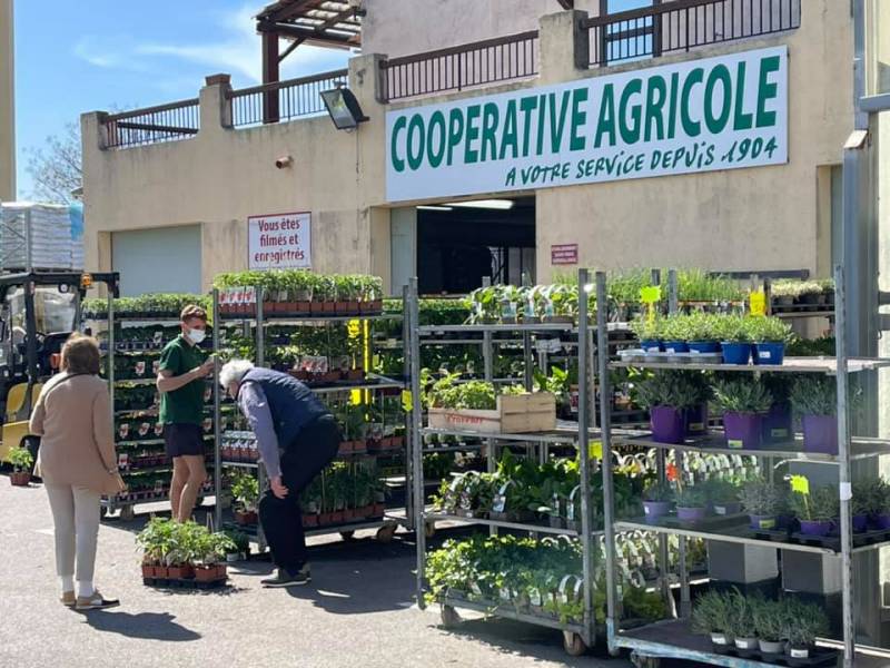 Aromates moins cher Rapport qualité prix imbattable Prix Promo Grand choix de plantes aromatiques et de persil Petroselinum cripsum dans votre coopérative agricole Sopavar à Six Fours et à Sanary près de Toulon dans le Var