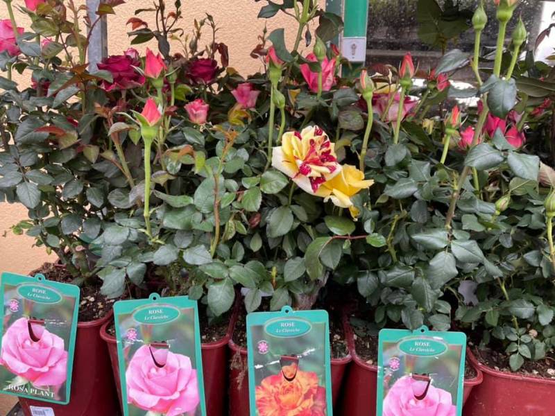 Rosiers buisson et paysagers dans vos jardineries Sopavar près de Toulon