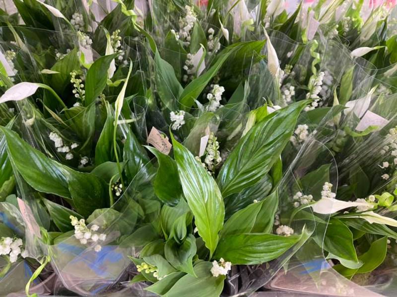 Muguet de qualité petit producteur local dans votre jardinerie Sopavar et nos 2 magasins dans votre coopérative agricole près des centres-villes de Sanary et de Six Fours près de Toulon dans le Var