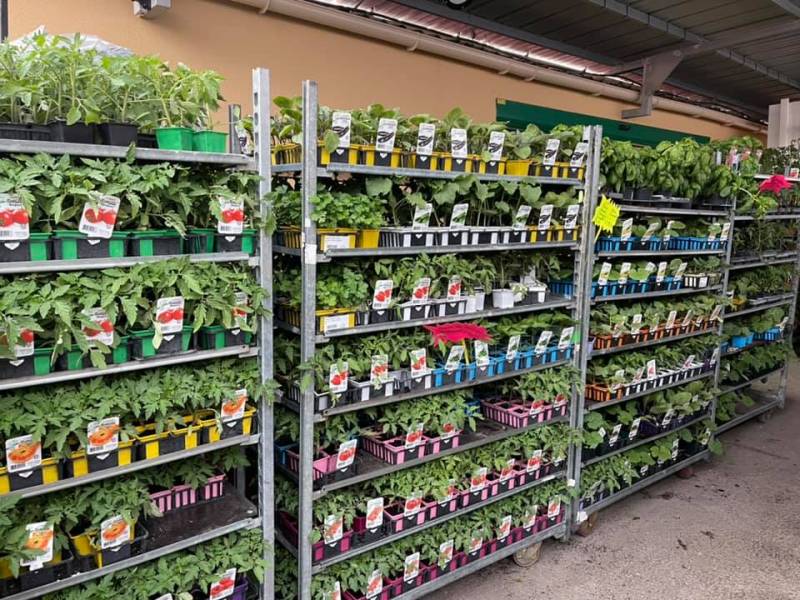 Plants de tomates produits en France en vente dans nos coopératives agricoles Sopavar