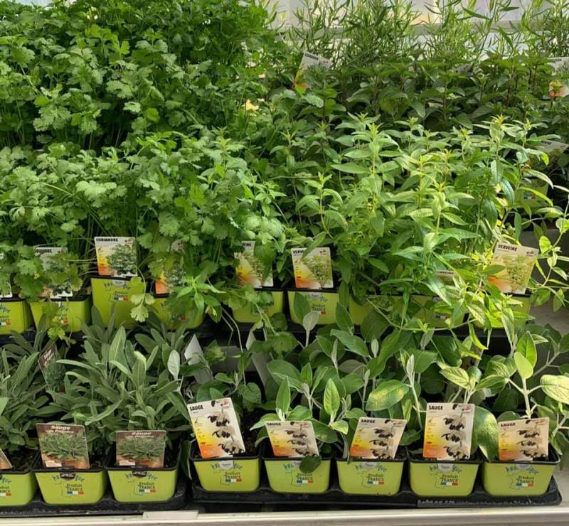 Jardinerie Sopavar à Sanary et à Six Fours Aromates persil Petroselinum cripsum qualité prix imbattable dans votre coopérative agricole SOPAVAR à Six Fours et à Sanary près de Toulon dans le Var