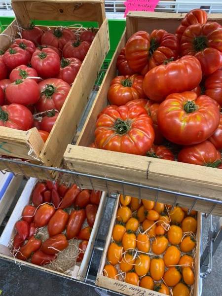 Récolte de tomates du jardin issues de nos plants godet et greffés moins cher dans nos jardineries coopératives agricoles Sopavar à Sanary et à Six Fours près de Toulon dans le Var