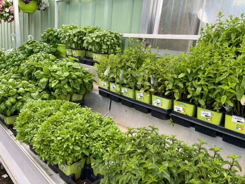 Jardinerie Sopavar à Sanary et à Six Fours Aromates Basilics Ocimum basilicum qualité prix imbattable dans votre coopérative agricole SOPAVAR à Six Fours et à Sanary près de Toulon dans le Var