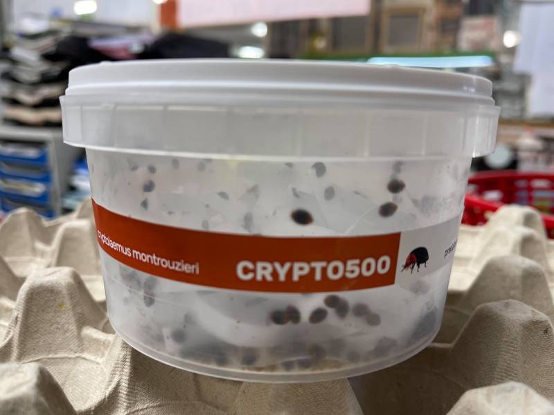 Coccinelle Cryptolaemus montrouzieri en bôite de 500 individus en vente dans vos magasins à Sanary et à Six Fours