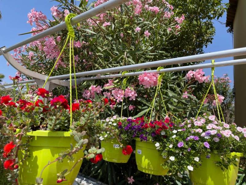 Suspension fleurie, plantes à offrir dans votre jardinerie proche de chez vous à Six Fours et à Sanary