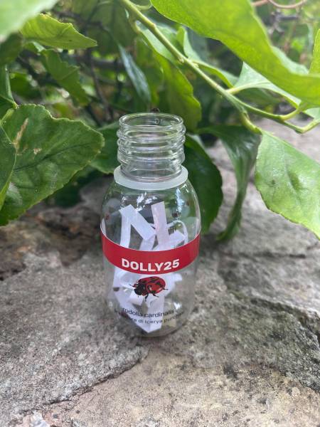 Coccinelle Rodolia cardinali lâchée sur un citronnier infesté de cochenilles à Sanary