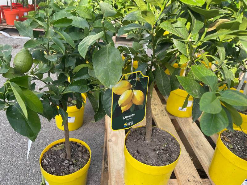 Citronnier 4 saisons en vente dans vos jardineries Sopavar dans le Var
