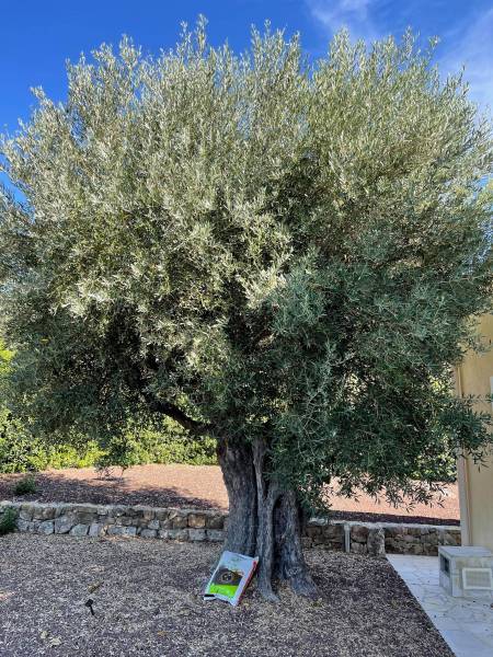 Olivier brun centenaire produisant des olives à Sanary