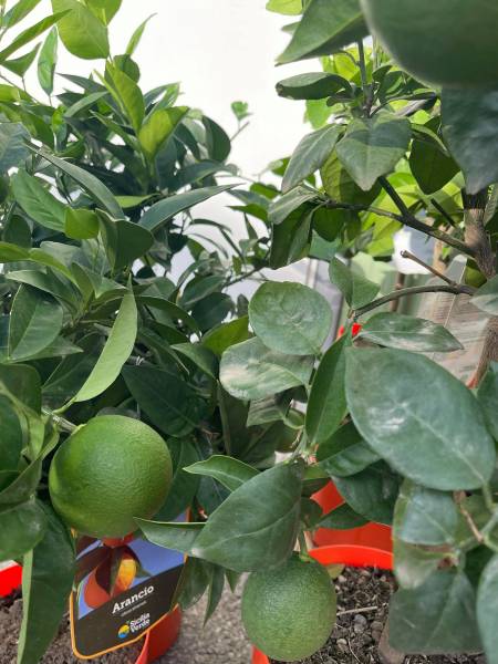 Agrumes en vente à la coopérative agricole Sopavar à Six Fours et Sanary