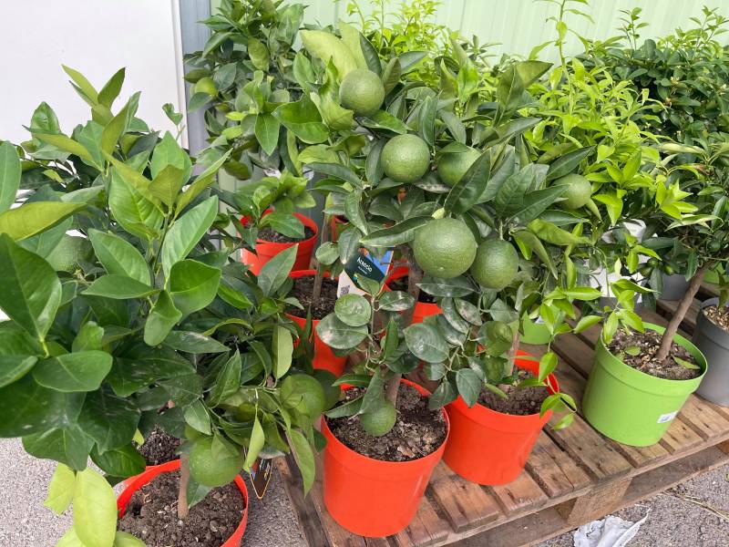 Grand choix d'agrumes à acheter dans vos jardineries Sopavar