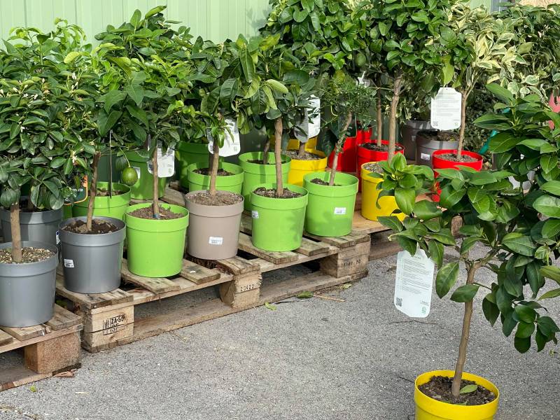 Plusieurs tailles d'agrumes disponibles dans vos jardinerie Sopavar
