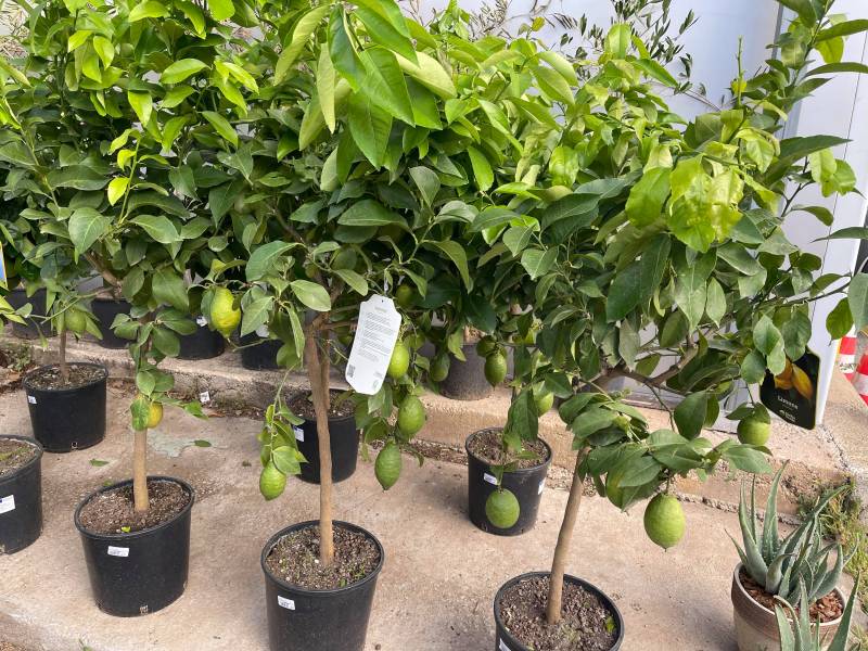 Citronnier 4 saisons grande taille en vente dans vos jardineries Sopavar à Six Fours et à Sanary près de Toulon