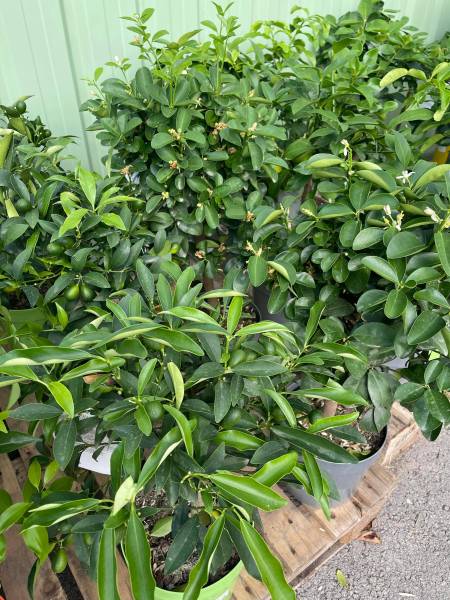 Kumquat en vente dans vos jardineries Sopavar à Six Fours et à Sanary près de Toulon