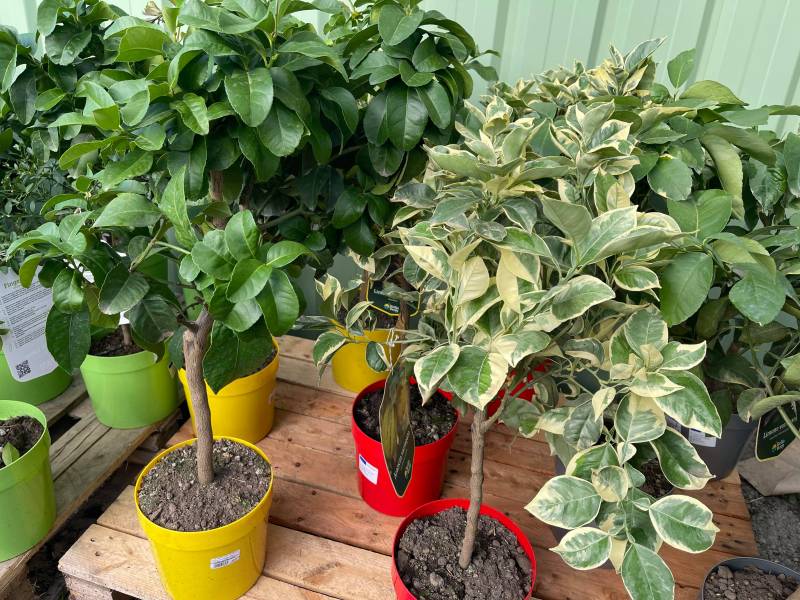 Variétés originales d'agrumes dans vos coopératives agricole jardinerie Sopavar à Six Fours et à Sanary près de Toulon dans le Var