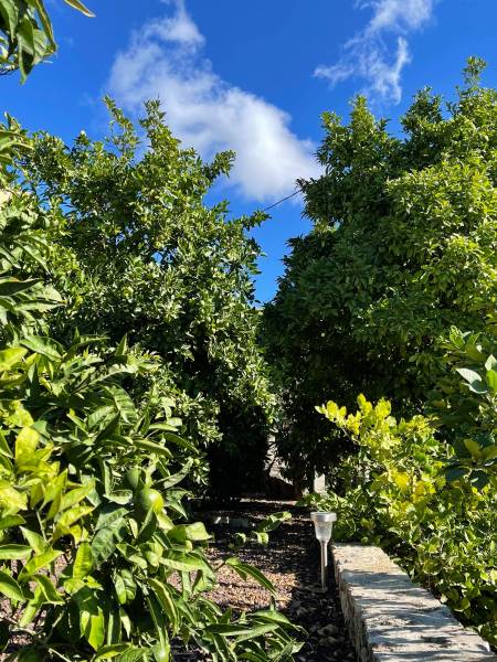 Beaux agrumes bien fertilsés avec nos engrais à Sanary