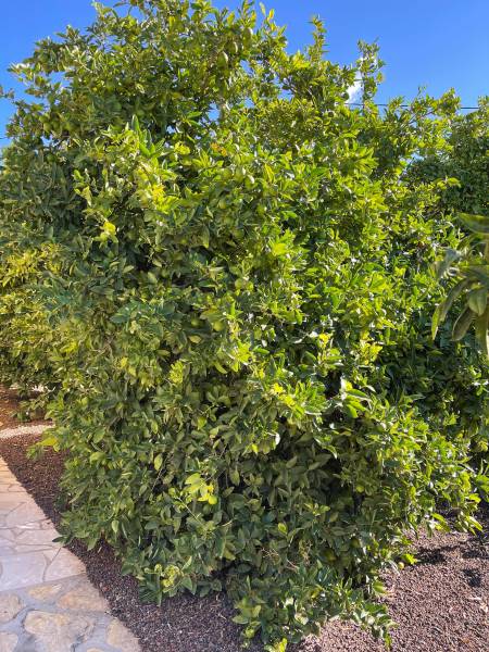 Citron vert ou lime vert produisant plus de 100 kg de citrons verts à la fin de l'été à Sanary près de Toulon