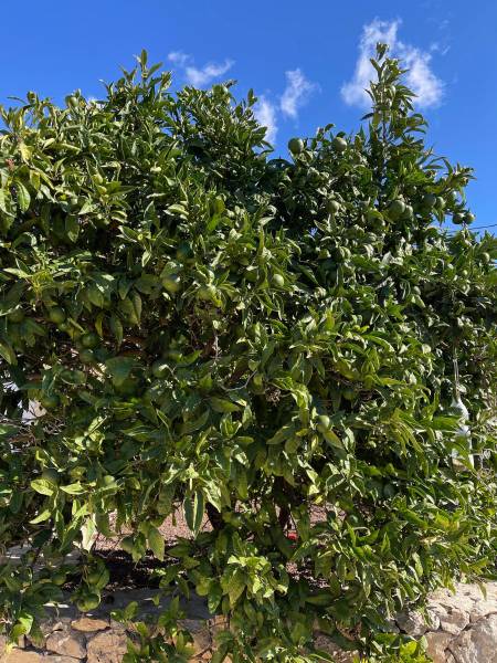 Clémentinier plein  de fruits en septembre après un été sec