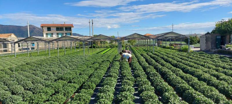 Production de chrysanthèmes en plein air en région méditerranéenne direct producteur en vente dans vos jardineries Sopavar à Sanary et à Six Fours près de Toulon