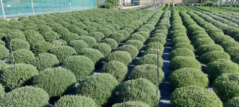 Grand choix de chrysanthèmes pas cher direct producteur dans votre jardinerie coopérative agricole à Six Fours et à Sanary près de Toulon dans le Var