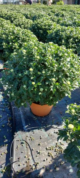Culture du chrysanthème en plein air en région méditerranéenne en vente dans votre coopérative agricole Sopavar à Sanary et à Six Fours près de Toulon