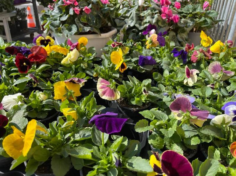 Pensées, cyclamens, compositions de Toussaint en  vente dans votre jardinerie Sopavar près des centres-villes de Sanary et de Six Fours près de Toulon dans le Var