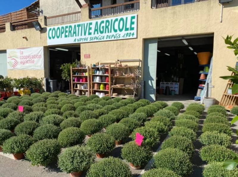 Chrysanthèmes pas cher en vente dans vos jardineries Sopavar à Six Fours et à Sanary près de Toulon dans le Var