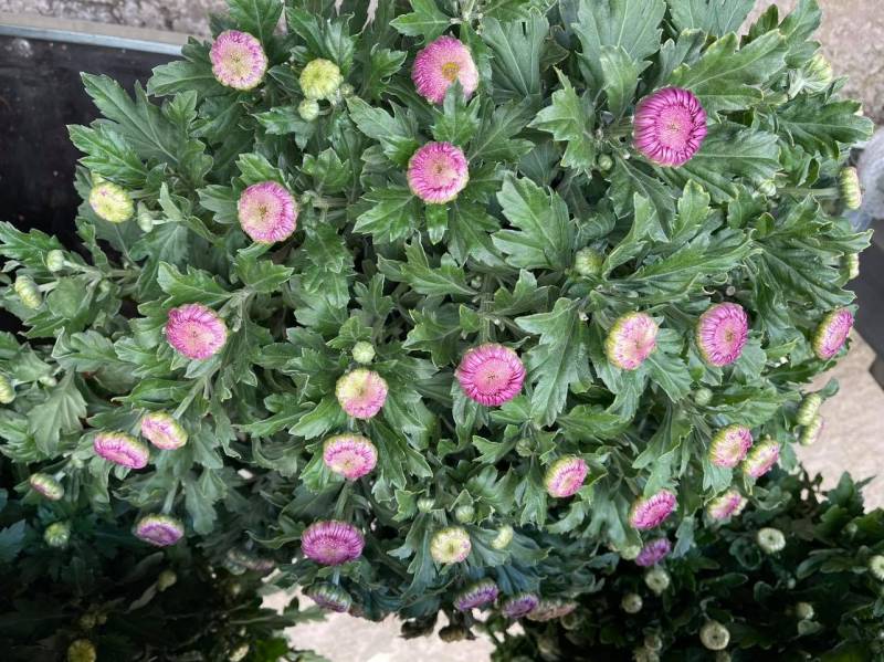 Grand choix de couleurs et de nouveautés pour la Toussaint dans vos jardineries coopératives agricoles Sopavar à Sanary et à Six Fours