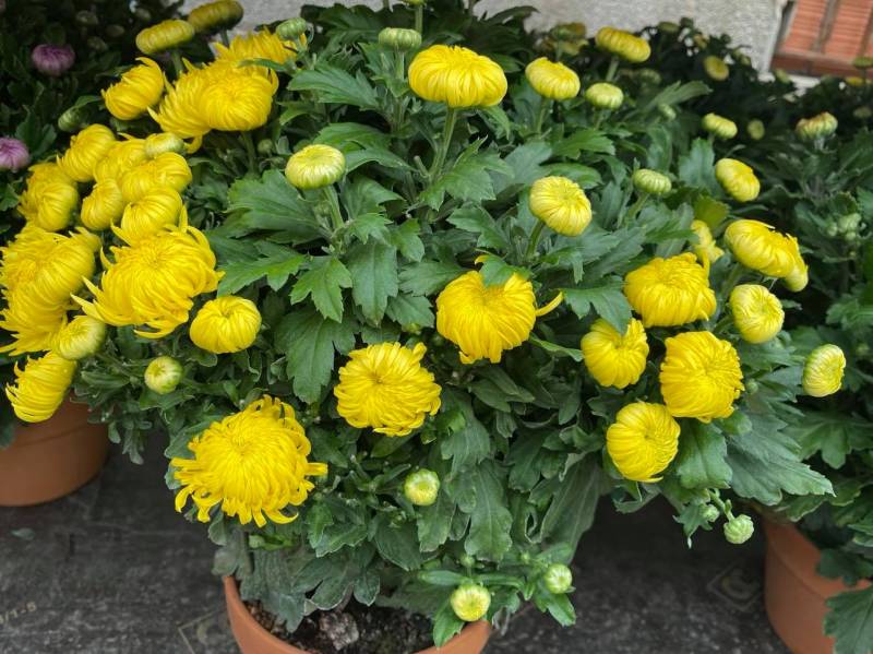 Chrysanthème Grand choix de plantes résistantes pas chères dans vos jardineries coopératives à Sanary et à Six Fours près de Toulon