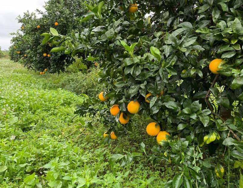 Agrumes de Sicile non traités en vente dans vos jardineries coopératives agricoles Sopavar à Sanary et à Six Fours près de Toulon dans le Var